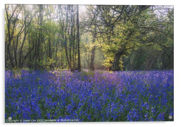 In the bluebells Acrylic by Dawn Cox