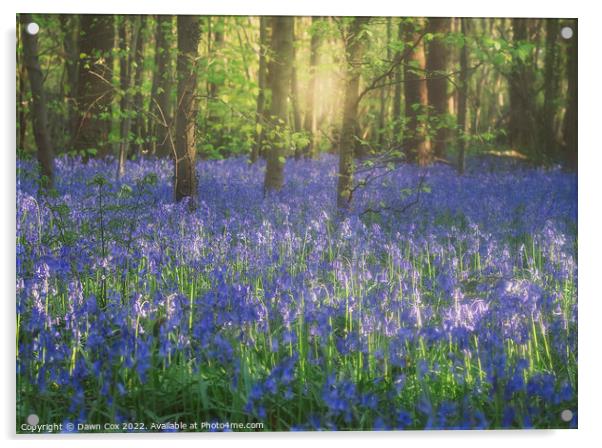 Bluebell woods Acrylic by Dawn Cox