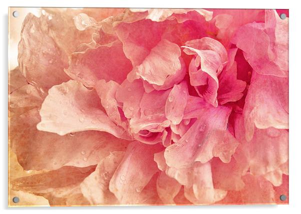 Pink Peony Acrylic by Dawn Cox