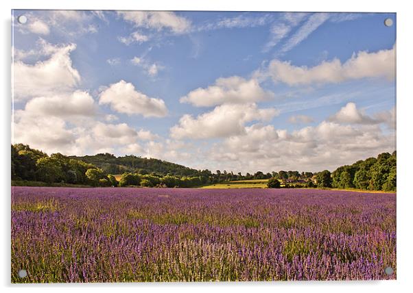 Lavender Field Acrylic by Dawn Cox