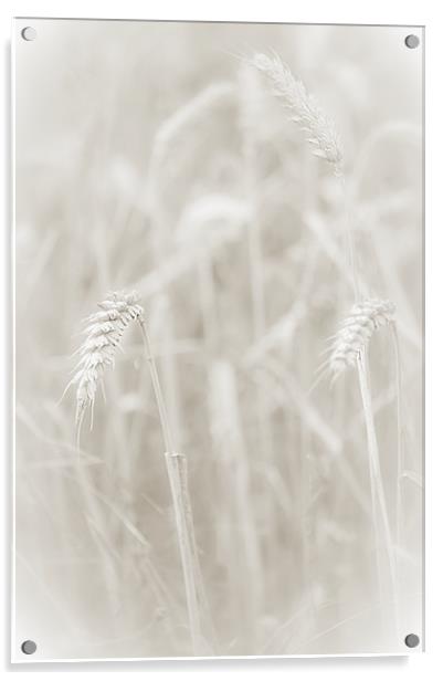 Ghost Wheat Acrylic by Dawn Cox