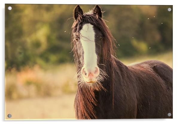 Horse in Field Acrylic by Dawn Cox