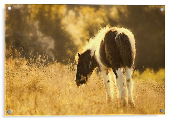 Foal Grazing Acrylic by Dawn Cox