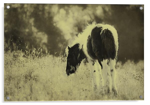 Grazing Foal Acrylic by Dawn Cox