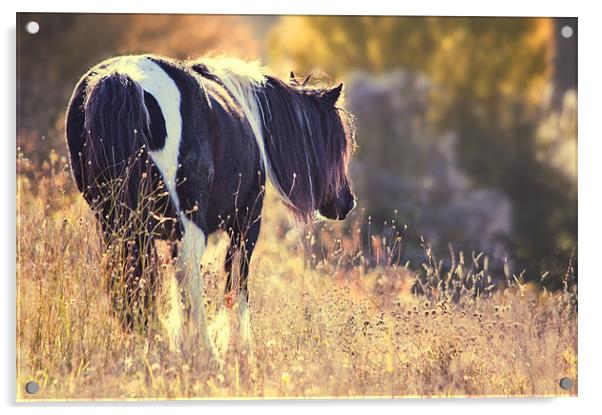 Horse in Meadow Acrylic by Dawn Cox
