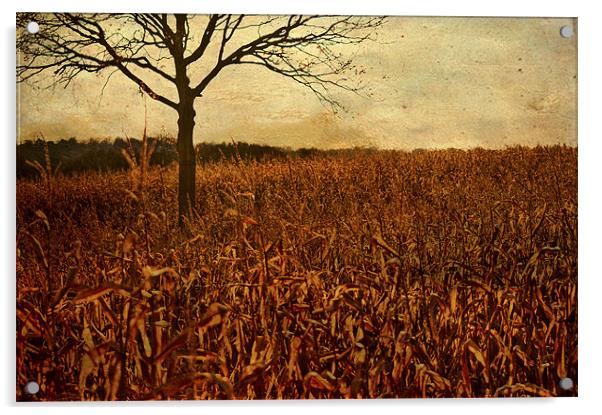 Corn field in Autumn Acrylic by Dawn Cox