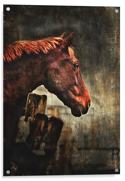War Horse Acrylic by Dawn Cox