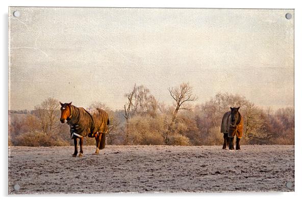 Two horses in winter coats Acrylic by Dawn Cox