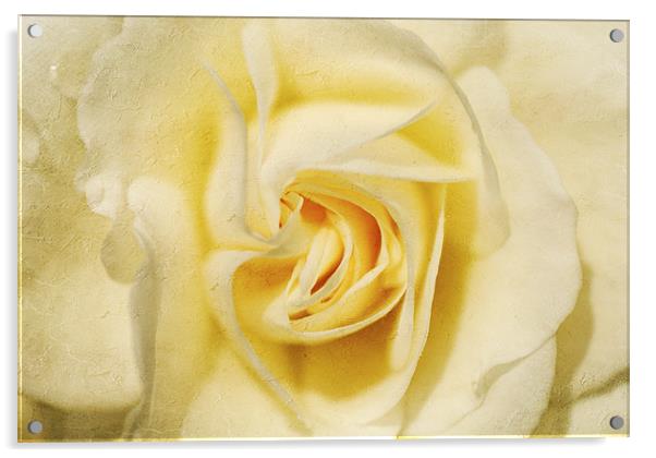 Pale yellow Rose Acrylic by Dawn Cox