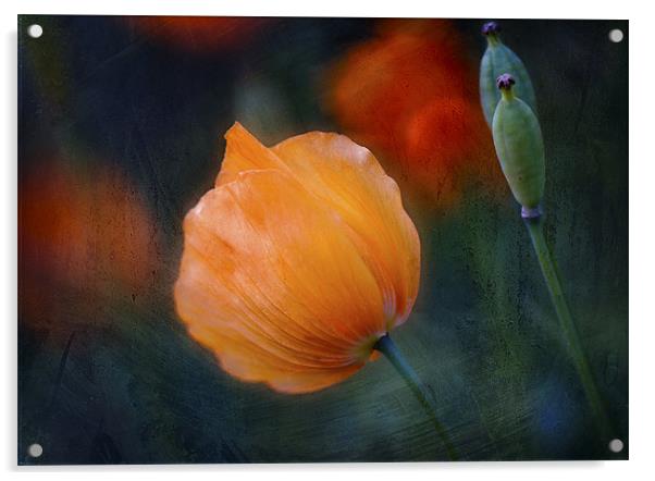 Welsh Poppy Acrylic by Dawn Cox