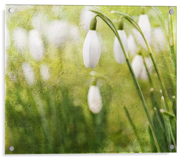 Spring Snowdrops Acrylic by Dawn Cox