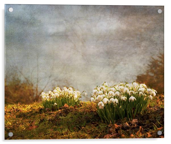 Spring has sprung Acrylic by Dawn Cox