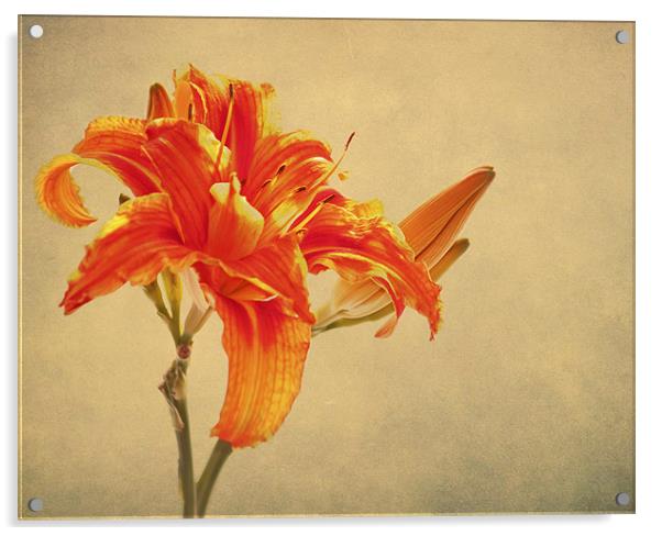 Orange Lily Acrylic by Dawn Cox