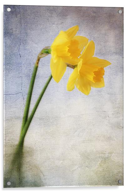 Daffodils Acrylic by Dawn Cox