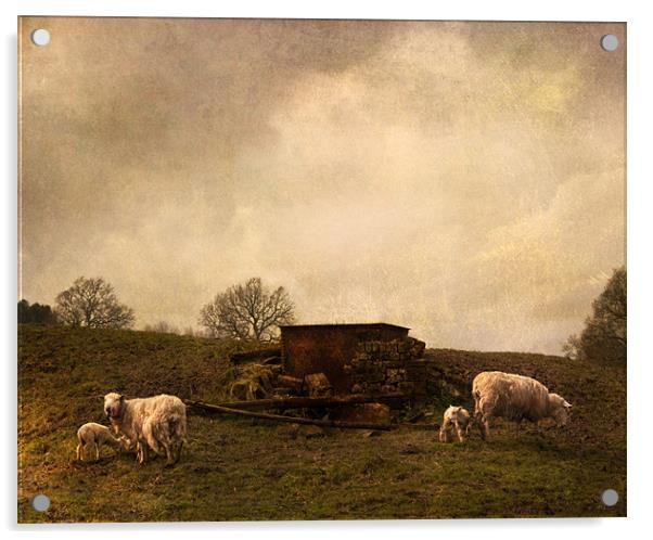 Spring lambs Acrylic by Dawn Cox