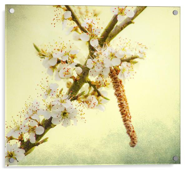 Blackthorn Blossom Acrylic by Dawn Cox