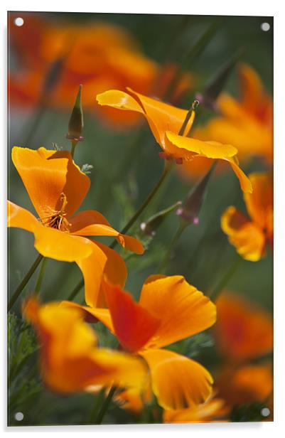 Orange poppies Acrylic by Dawn Cox