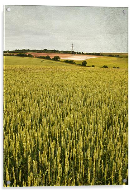 Wheat field Acrylic by Dawn Cox