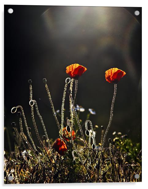 Backlit poppies Acrylic by Dawn Cox