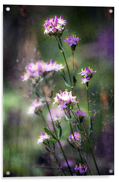 Woodland Flora Acrylic by Dawn Cox