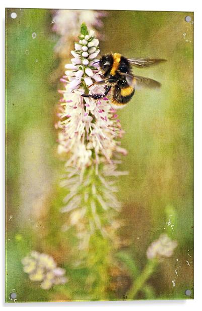 collecting pollen Acrylic by Dawn Cox