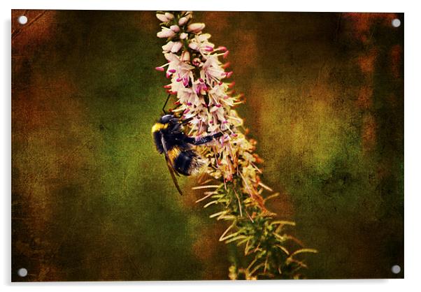 the Bumble Bee Acrylic by Dawn Cox