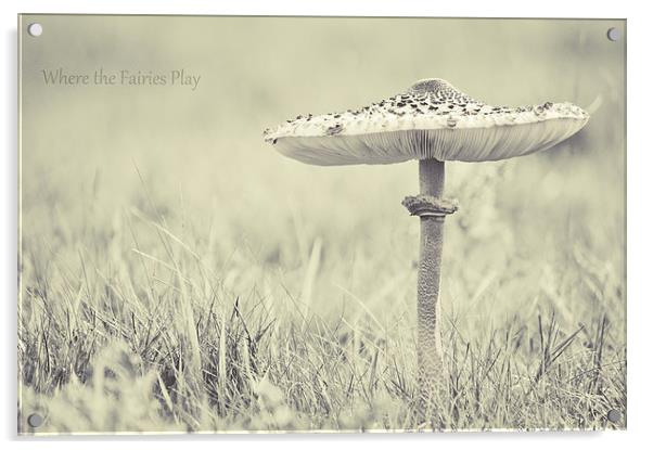 fairy shelter Acrylic by Dawn Cox
