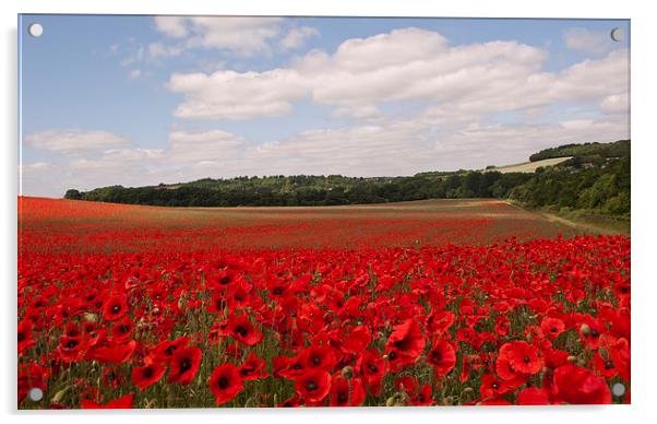 Red for Remembrance Acrylic by Dawn Cox