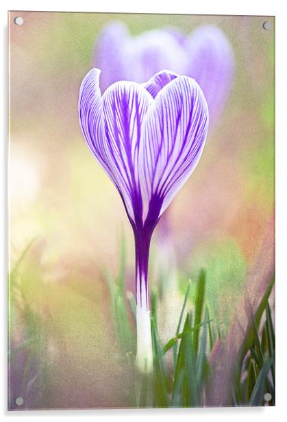Purple Crocus Acrylic by Dawn Cox