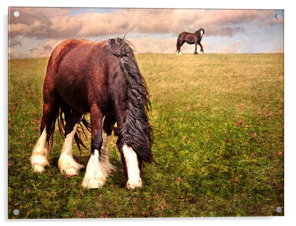Grazing Horse Acrylic by Dawn Cox