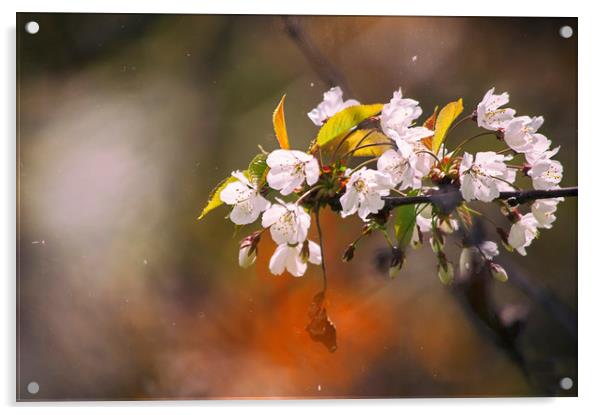 Blossom Acrylic by Dawn Cox
