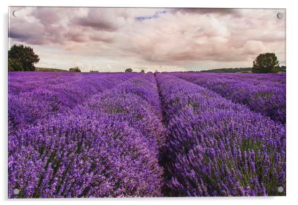 Kent Lavender Field Acrylic by Dawn Cox
