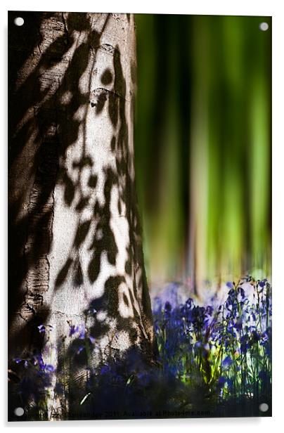 Bluebell wood Acrylic by Izzy Standbridge