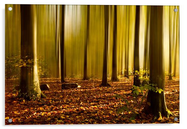 Autumn fall beech woods Acrylic by Izzy Standbridge