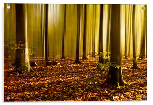 Autumn fall beech woods (2) Acrylic by Izzy Standbridge
