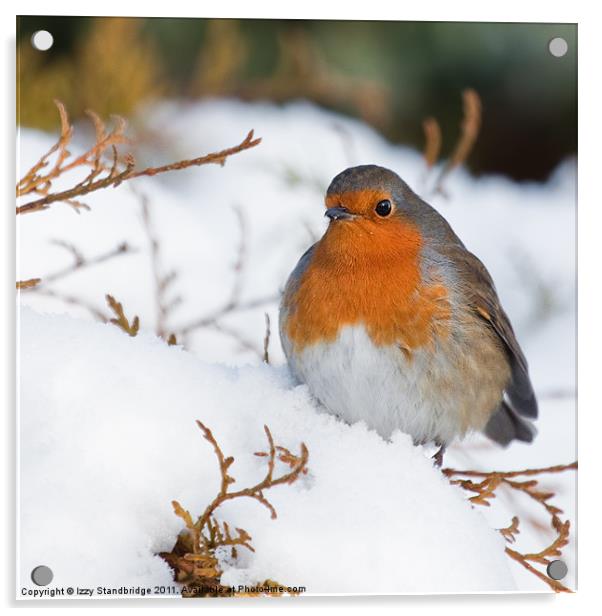 Robin in snow Acrylic by Izzy Standbridge