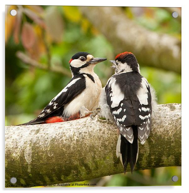 Woodpecker feeding time Acrylic by Izzy Standbridge