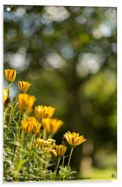Cape daisies with tree bokeh Acrylic by Izzy Standbridge