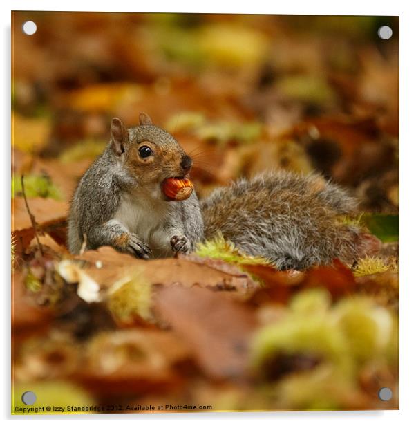 Grey squirrel with chestnut in autumn leaves Acrylic by Izzy Standbridge
