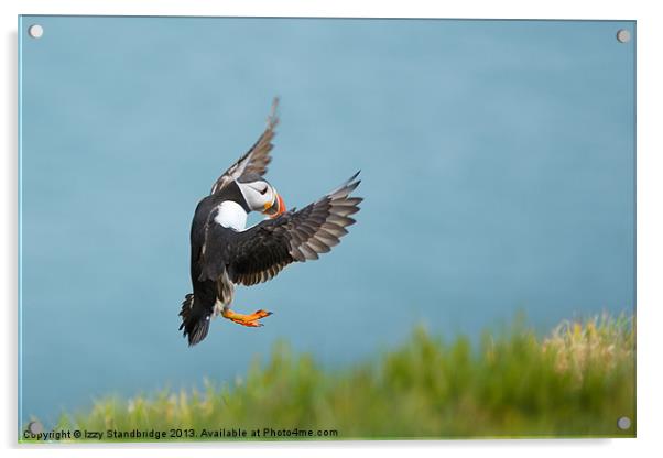 Puffin coming in to land Acrylic by Izzy Standbridge