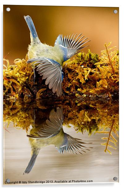 Bluetit fishing! Acrylic by Izzy Standbridge