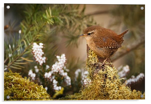 Wren (Troglodytes troglodytes) in the undergrowth Acrylic by Izzy Standbridge