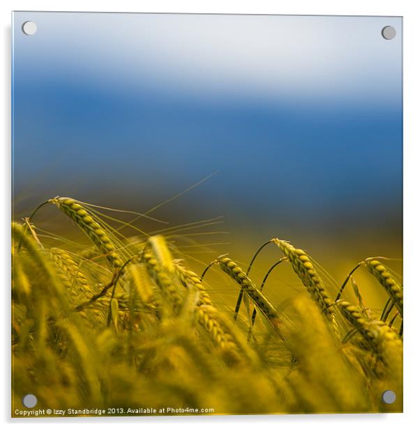 Barley field Acrylic by Izzy Standbridge