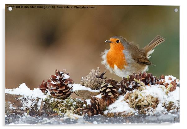 Robin in the snow with fir cones Acrylic by Izzy Standbridge