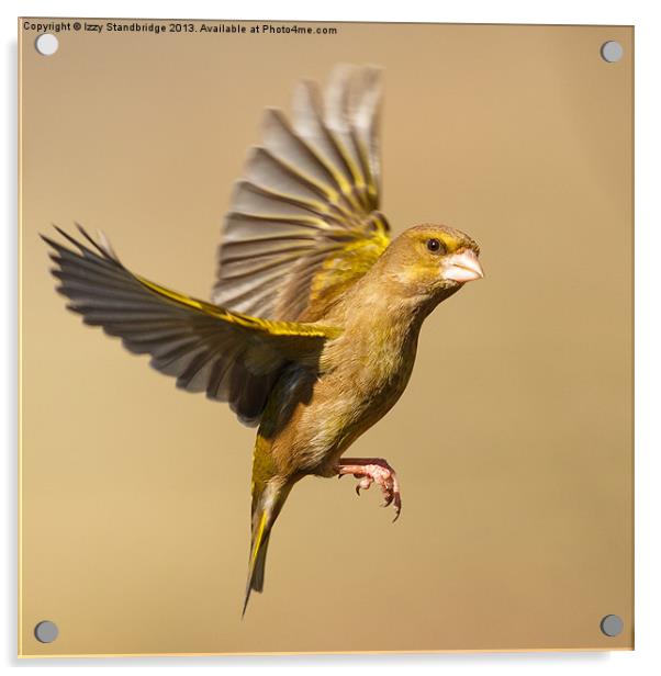 Greenfinch in flight Acrylic by Izzy Standbridge