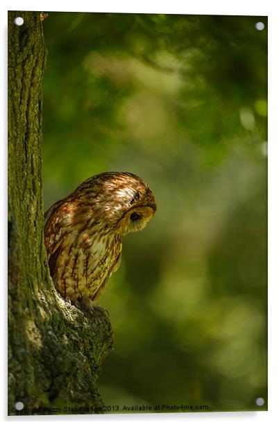 Tawny owl in the woods Acrylic by Izzy Standbridge