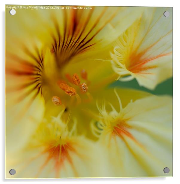Yellow nasturtium flower close up Acrylic by Izzy Standbridge