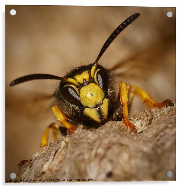 Wasp on paper nest Acrylic by Izzy Standbridge