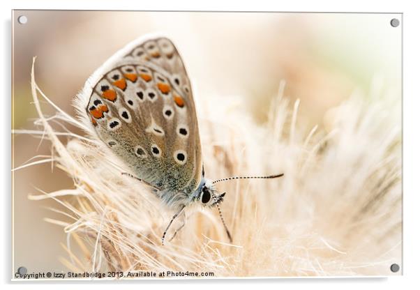 Common blue butterfly Acrylic by Izzy Standbridge