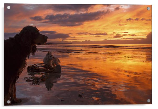 Dogs on the beach at sunset Acrylic by Izzy Standbridge